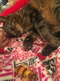 Fundraiser by Katelyn Giudice : Help Save Mystery the Cat