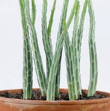 Image result for Senecio propior