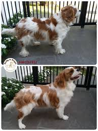 Dogcare King Charles Cavalier Spaniel Puppy Cavalier King Charles Cavalier King Charles Dog