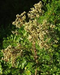 Image result for Deinbollia