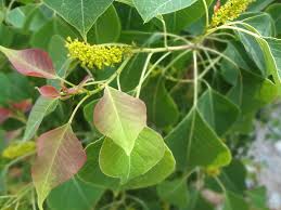 Image result for Sapium