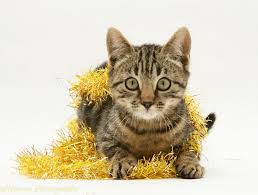 Marbled, oceloid, and rosette tabbies are from genes introduced from wild crossbreeding, and we don't know what causes them. Brown Tabby Kitten With Gold Tinsel Photo Wp14840