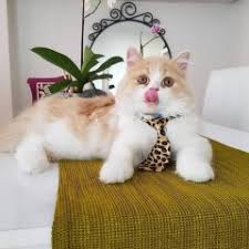 Ucretsiz Kedi Verenler