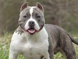 A deposit of $1,000 is required to secure your puppy unless otherwise noted. Best Names For American Bully Dogs Over 200 To Choose From