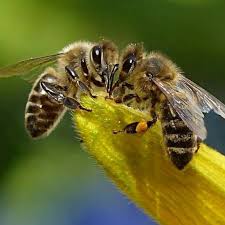 Birds Do It Bees Do It Movie Relationship Reading Bee How Bees Make Honey Bee Keeping