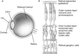 Keywords amacrine cell bipolar cell cone fovea horizontal cell muller cells photoreceptor retina retinal ganglion cell rod. Muller Glia An Overview Sciencedirect Topics