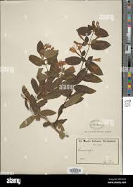 Image result for Lonicera confusa