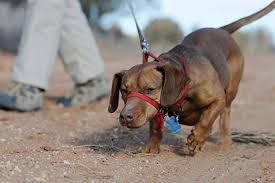 The sooner you stop allowing your dog to pull on the leash the sooner you won't have to. Dog Pulling On Leash Best Friends Animal Society