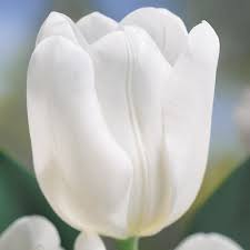 In the shop, you are offered a huge amount of goods for home repair and garden. Van Bourgondien Mid Spring Flowering Tulip Bulbs Collection 25 Pack 60871 The Home Depot Tulips Tulip Bulbs Ice Princess