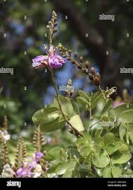 Image result for Baikiaea