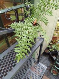 Image result for Cheilanthes viridis