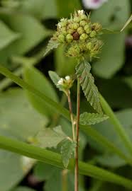 Image result for Melochia corchorifolia