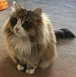 They are well socialized, raised with other cats and 2 dogs, litter trained, vaccinated, wormed, microchipped, spayed/neutered, registered with fife (felis britannica) sale | cats | siberian | cannock. Siberian Cat Wikipedia