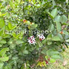 Image result for Carissa bispinosa