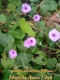 Image result for Ipomoea involucrata