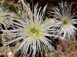 Image result for Mesanthemum africanum