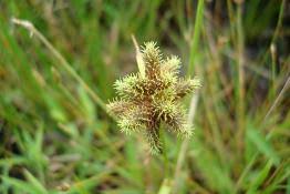 Image result for Fuirena ciliaris