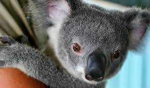 The Unbearably Gross Fact About Baby Koalas That Might Ruin Them For You Forever Nine Com Au
