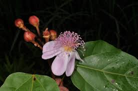 Image result for Bixaceae