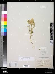 Image result for Heteromorpha involucrata