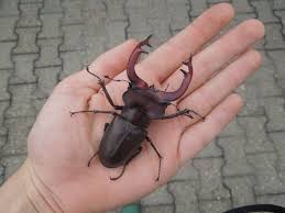 The head is somewhat square shaped. File Lucanus Cervus Judaicus 4 Jpg Wikimedia Commons