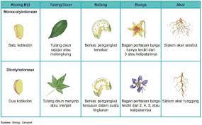 Sedangkan dicotil cenderung memiliki bagian bunga dalam kelipatan 4 atau 5. 6 Perbedaan Dikotil Dan Monokotil Pada Tumbuhan Kependidikan Com