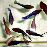 Pada sarang buih tu terdapat anak2 ikan yang masih kecil. Penjagaan Ikan Laga Dan Jenis Penyakit Ikan Laga