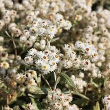 Freiflächen mit wildstaudencharakter auf trockenem bis frischem boden an sonnigen orten. Perlkorbchen Silberregen Anaphalis Triplinervis Silberregen Native Plants