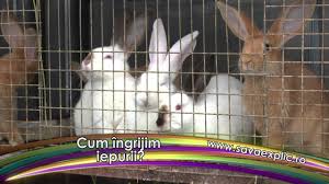 Crescătorii germani au încrucişat uriaşul belgian cu rase locale de iepuri şi astfel a acum, este una dintre cele mai populare rase din lume, fiind un iepure de carne fantastic. Cum Crestem Iepuri De Carne Youtube