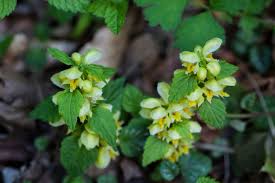 Image result for Lamium galeobdolon