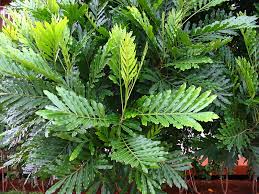 Image result for Filicium decipiens