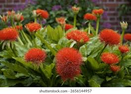 Image result for Scadoxus multiflorus
