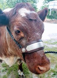 Cattle Rope Halter With Leather Nose Strap With Metallic Floral For Li Stockyard Chaos Cattle Livestock Showing Livestock