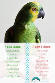 The Best Essential Oils That Are Safe For Pets Part 2 Healthy Living In Colorado Llc Essential Oils For Sleep Are Essential Oils Safe Best Essential Oils