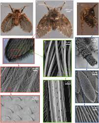 How Drain Flies Manage To Almost Never Get Washed Away Scientific Reports