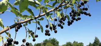 Cover and bring to a boil, then simmer for 15 minutes. Foraging In Minnesota Chokecherries Never A Goose Chase