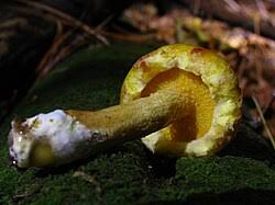 Image result for Suillus subaureus