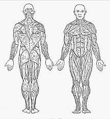 525 best example family coloring pages images from muscular system coloring page for kids. Muscle Coloring Page Coloring Home