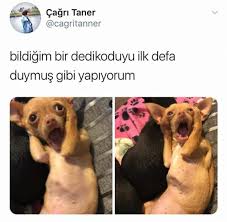 Zerda Tasci Adli Kullanicinin Twitter Panosundaki Pin 2020 Komik Goruntuler Komik Seyler Komik