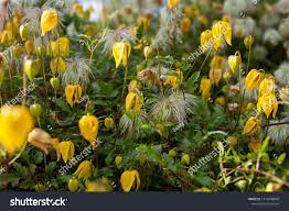 50 white and purple clematis seeds bloom climbing perennial flowers seed flower vine climbing perennial. Climber Seeds Clematis Tangutica Golden Clematis Seeds Garden Patio