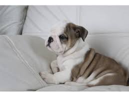 Our dog breeder directory is the ultimate source of listings for breeders in north america. English Bulldogs Puppies Ready For New Home English Bulldog Puppies Bulldog English Bulldog