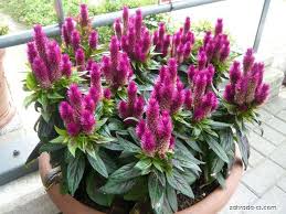 Nevadlec Stribrny Ve Kvetinaci Celosia Plumosa Plants Garden