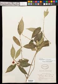 Image result for Symphonia globulifera