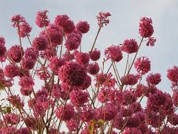 Image result for Handroanthus sp. near impetiginosus