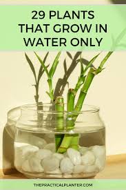 Pin On House Plants