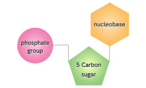 Image result for Nucleic Acid
