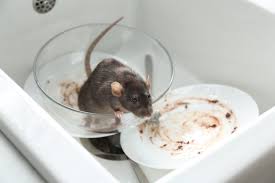 The same goes for poison baits (rodenticides), which can be dangerous to people and pets when improperly placed. How Much Does A Rat Exterminator Cost