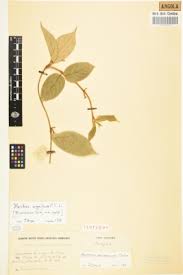 Image result for Secamone dewevrei