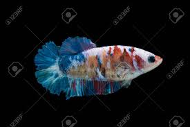 Encontre imagens stock de betta koi galaxy fish plakad thai em hd e milhões de outras fotos, ilustrações e imagens vetoriais livres de direitos na coleção da shutterstock. Close Up Of Siamese Fighting Fish Betta Splendens Isolated Stock Photo Picture And Royalty Free Image Image 97288247
