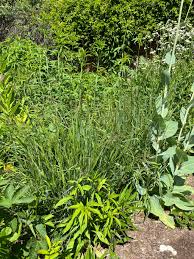 Image result for Panicum merkeri